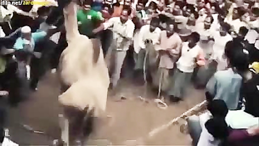 فرار کردن شتر قربانی محرم در ه...