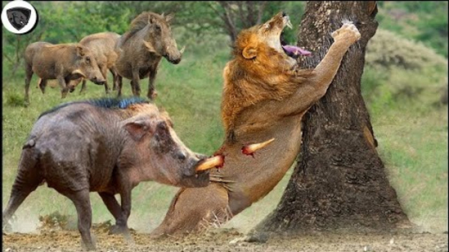حیات وحش  حمله شیر برای شکار گ...