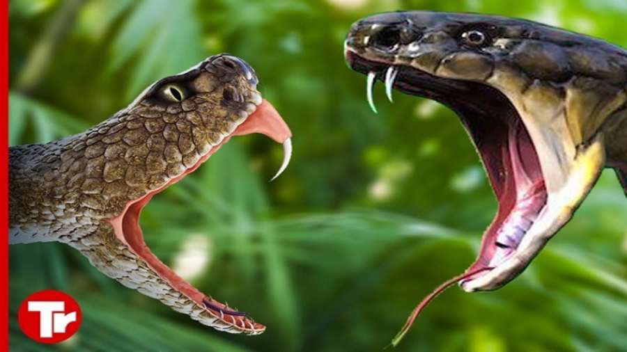 مستند حیات وحش نبرد مرگبار مار...