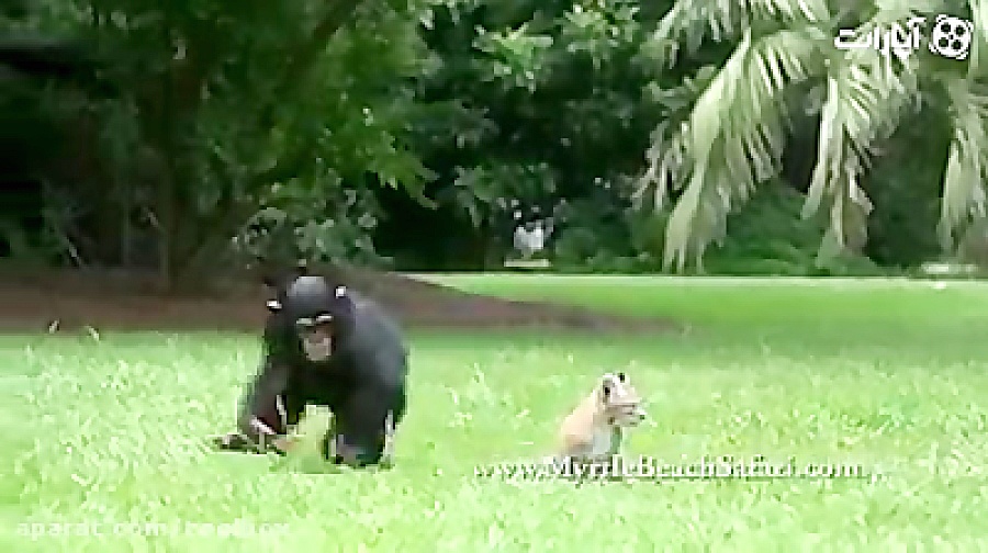 دوستی وبازی حیوانات با هم