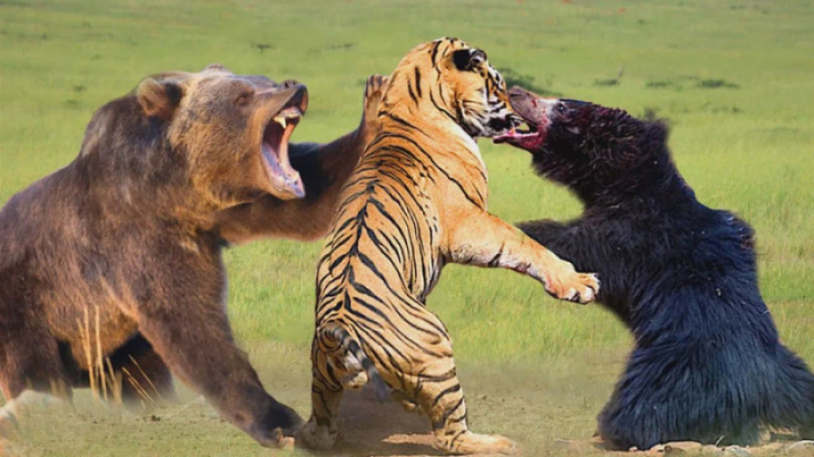 حیوانات وحشی  مستند حیوانات  ج...