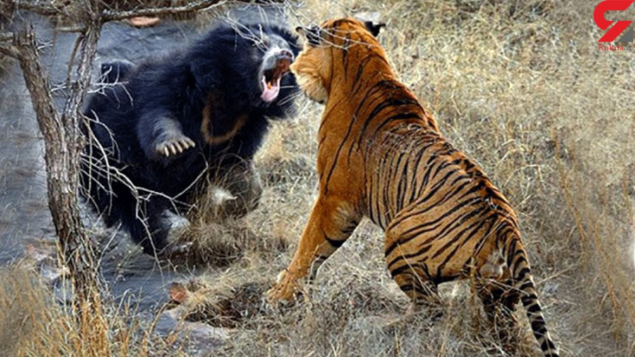 حیوانات وحشی  فیلم دیدنی از جد...