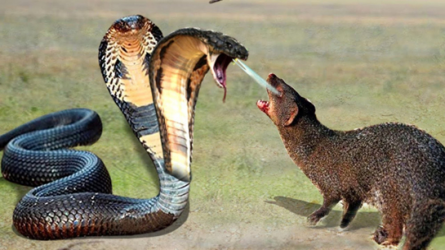 حیوانات وحشی  نبرد مار کبری با...