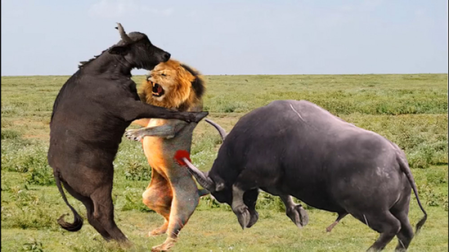 مستند حیوانات  نبرد دیدنی از ح...