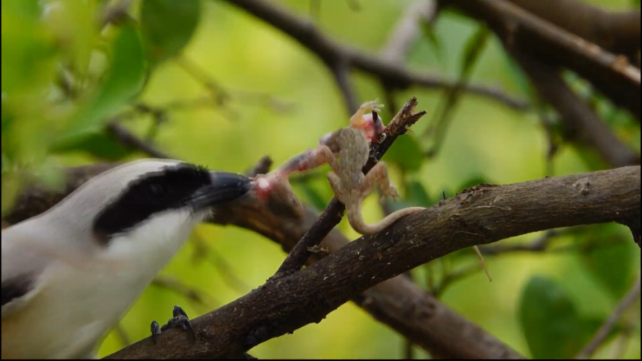 مستند حیات وحش  شکار وزغ درختی...