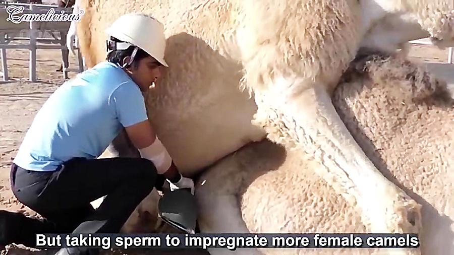 مزرعه پرورش شتر