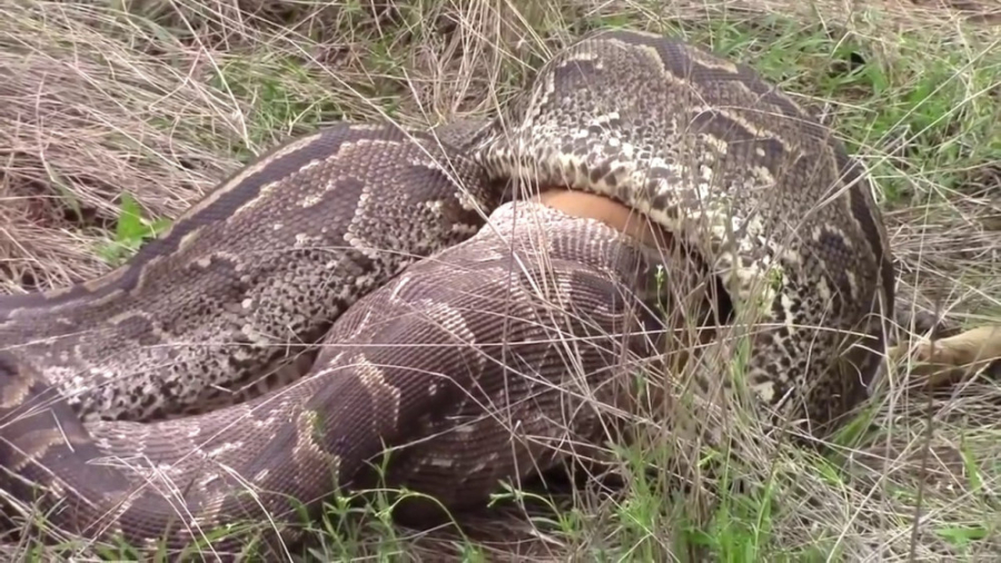 جنگ مار پایتون عظیم  مستند حیا...