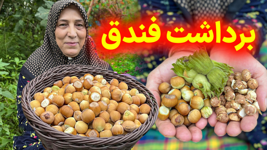 برداشت بهترین فندق محلی از روی...