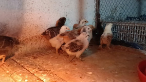 دوره جدید جوجه کشی ما
