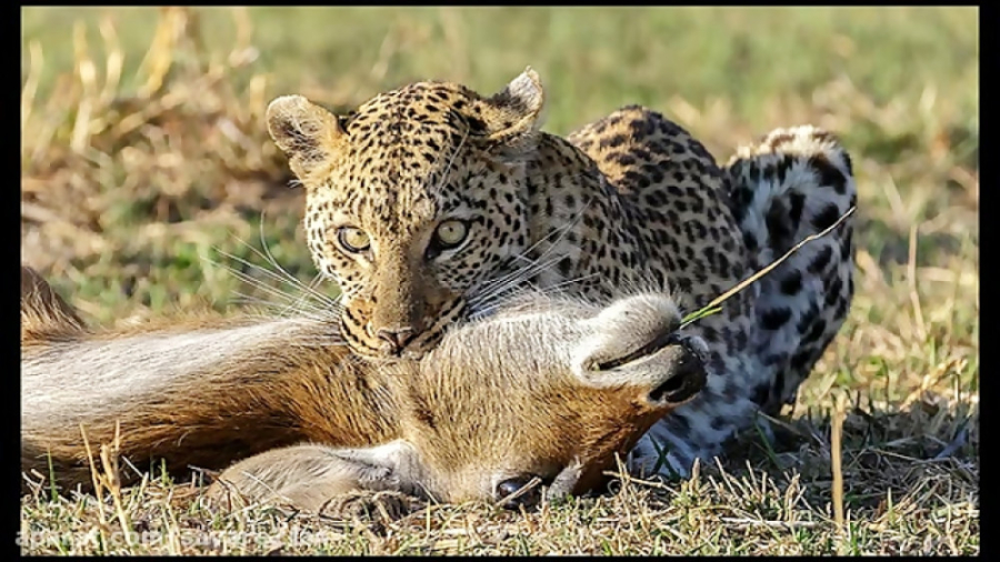 حیوانات شکاری  حمله و شکار دید...