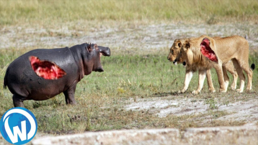 حیوانات  شدیدترین جنگ و نبرد ح...