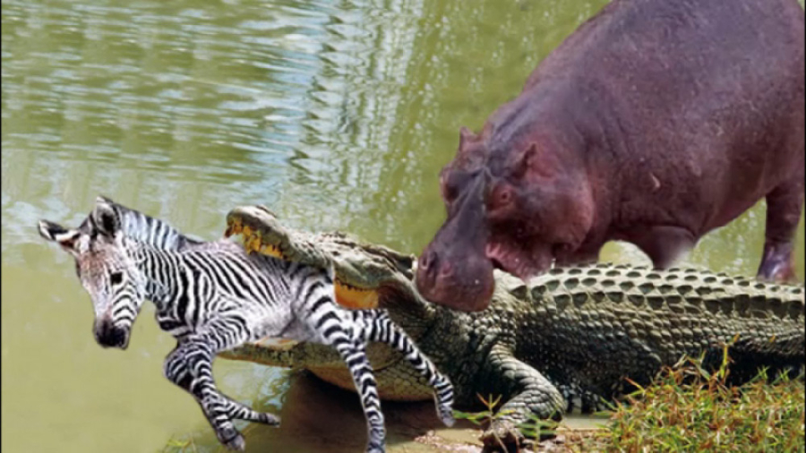 حیوانات وحشی در طبیعت  شکار حی...