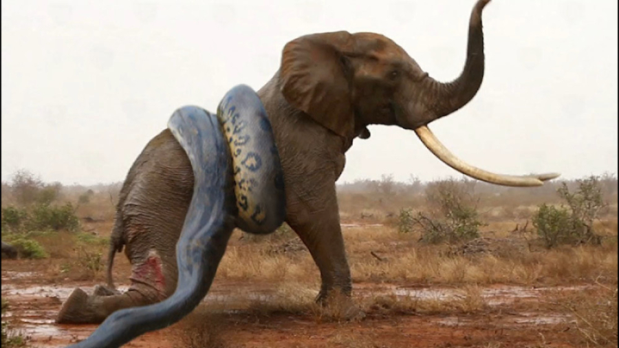 حیات وحش  مار پیتون در کمین اس...