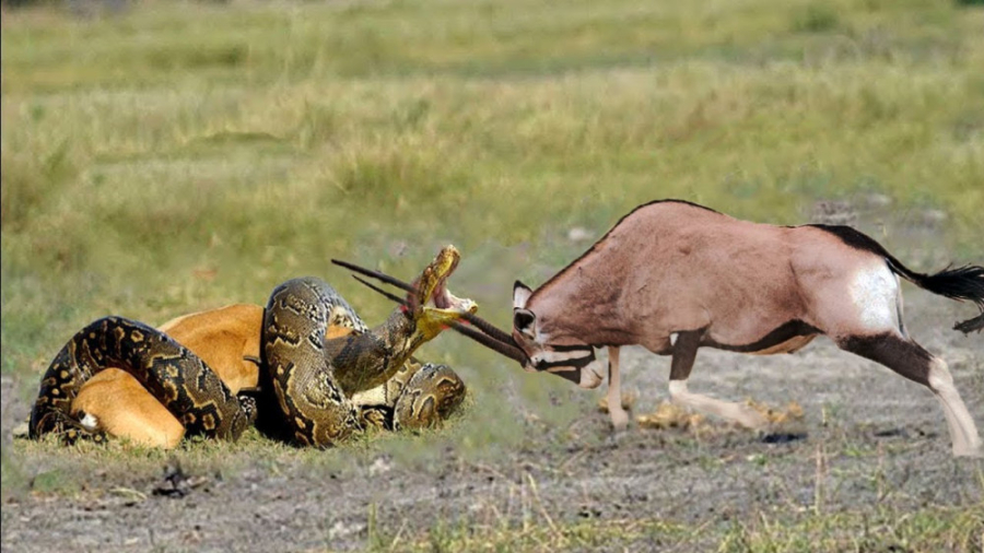 نبرد حیوانات وحشی  پایتون یک ا...