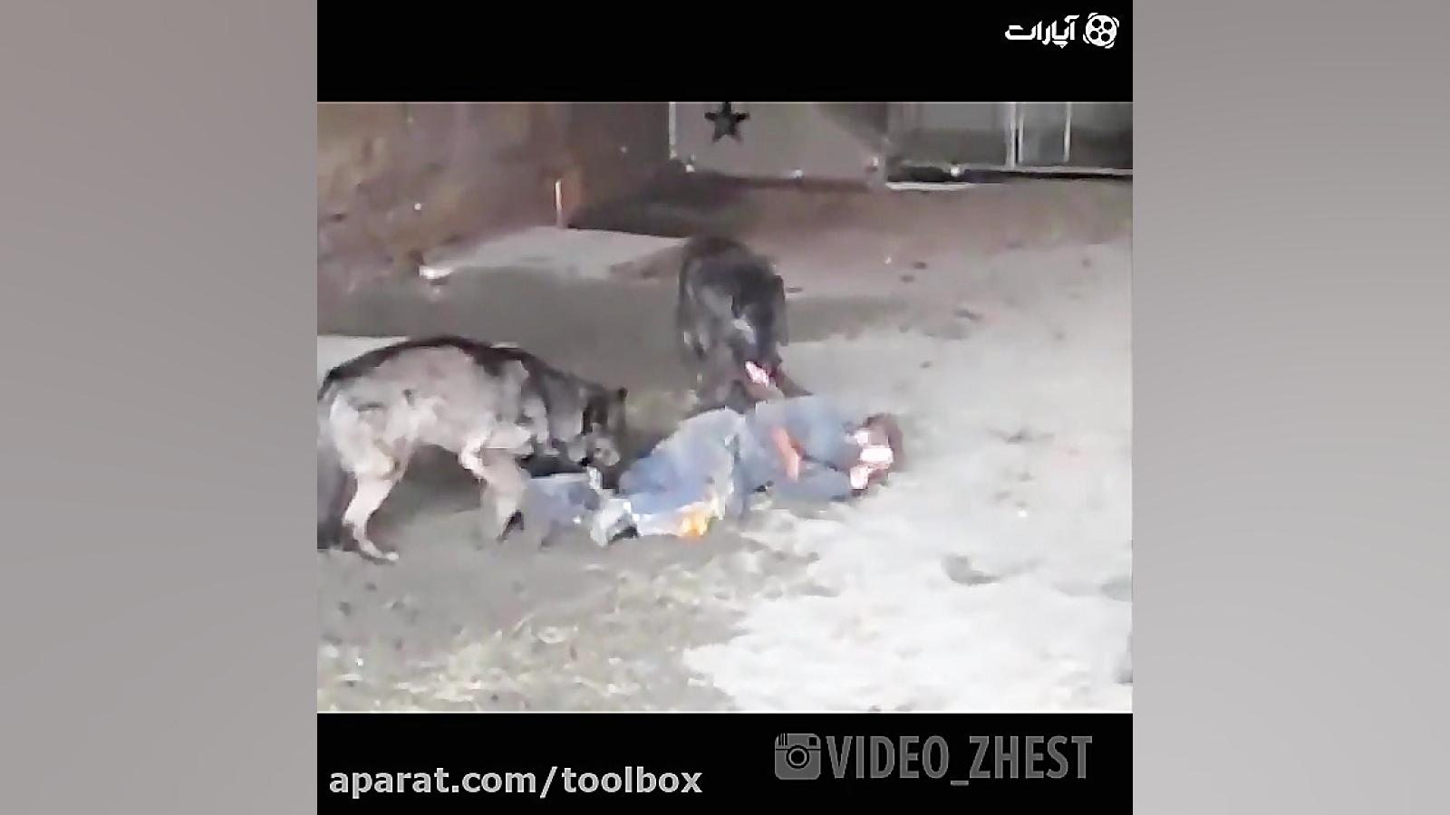 حمله گرگ های وحشی به مرد