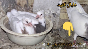 تخم گذاشتن زودهنگام کبوتر ها
