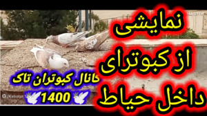 نمایشی از کبوترای که قبلاً داخ...