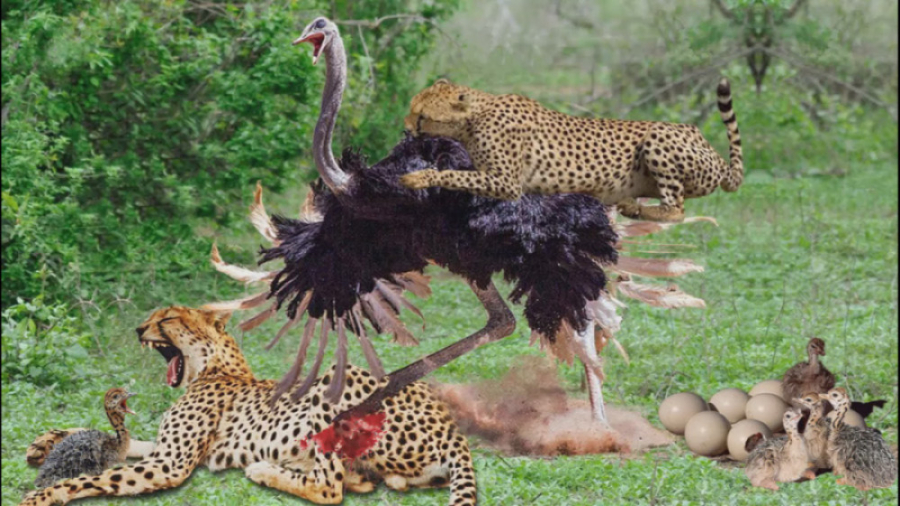 دنیای حیوانات وحشی | پلنگ تیزپ...