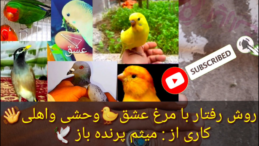 روش رفتار با مرغ عشق