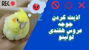 فیلم اذیت کردن جوجه عروس هلندی...