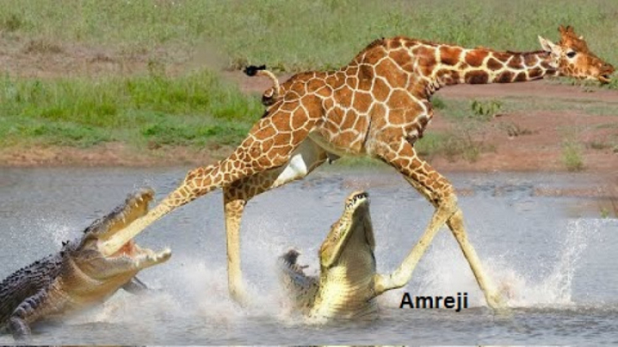 مستند حیوانات  تمساح مرموز در...