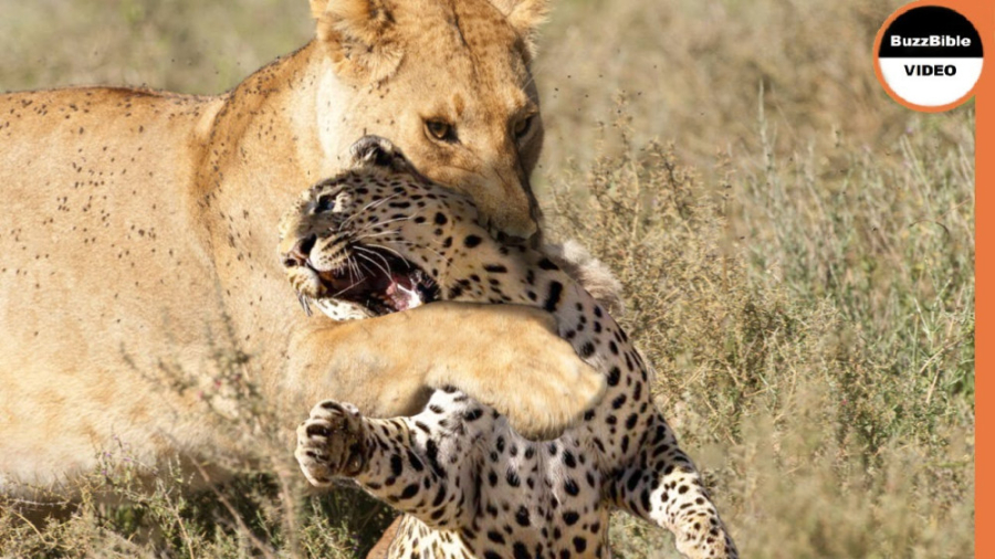 مستند حیات وحش  شیر بی رحمانه...