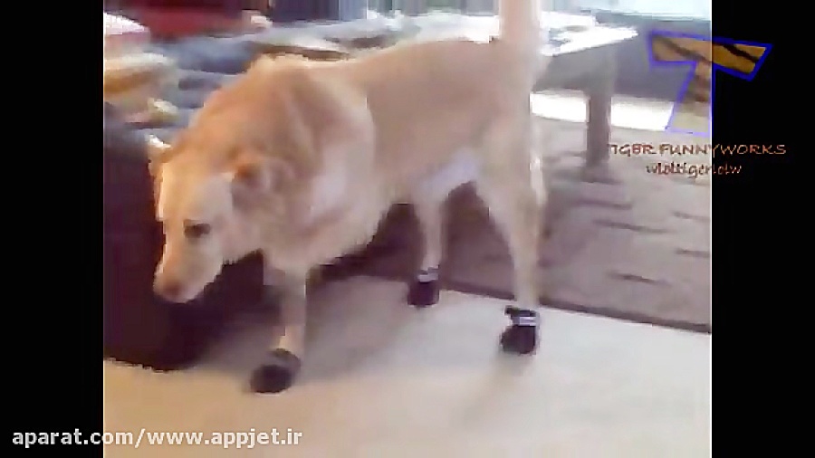 تنفر گربه و سگ از کفش 2