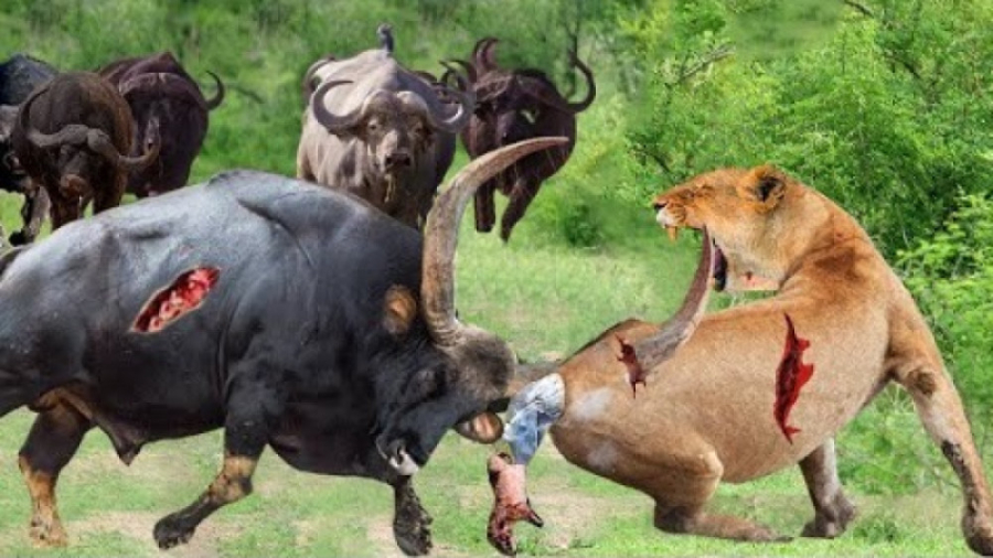 حیات وحش شیر ماده وقتی توسط یک...