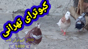 کبوترای تهرانی