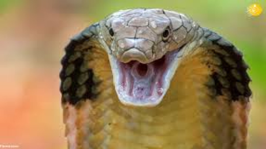 مستند حیات وحش  پادشاهی کینگ ک...