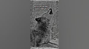 کلیپ گنگ جمله سنگین