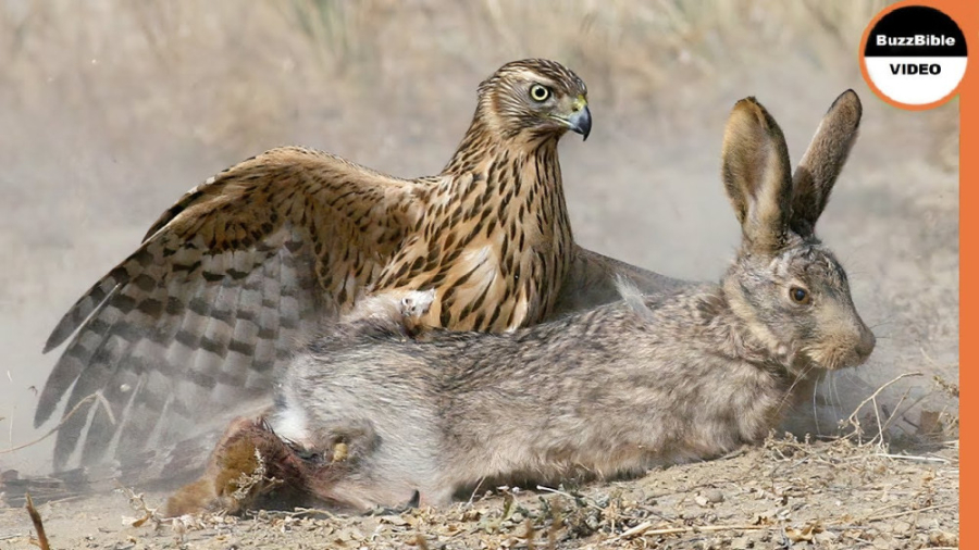 مستند رازبقا  عقاب شرور به خرگ...