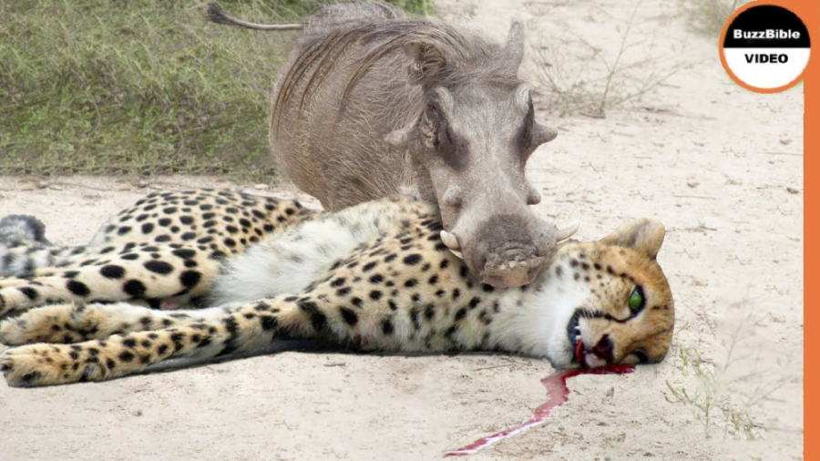 مستند حیوانات وحشی  گراز از یو...