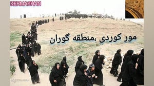 مور کوردی ناوچه ی گوران