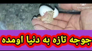 نمایشی از جوجه تازه به دنیا او...