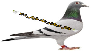 کبوتر شناسنامه دار