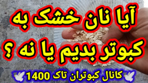 نان خشک واسه کبوتر ضرر داره یا...