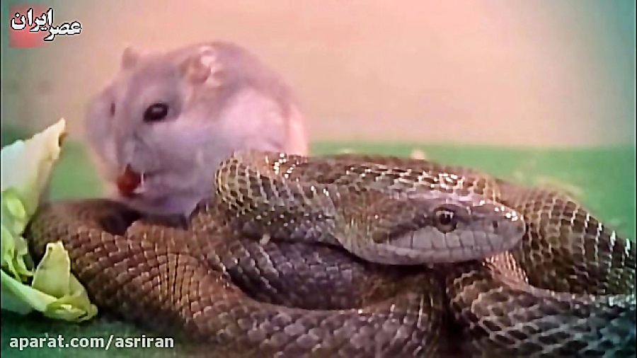 دوستی عجیب حیواناتی که با هم ه...