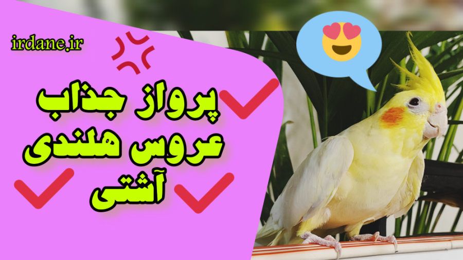 زیباترین پرواز عروس هلندی روی...