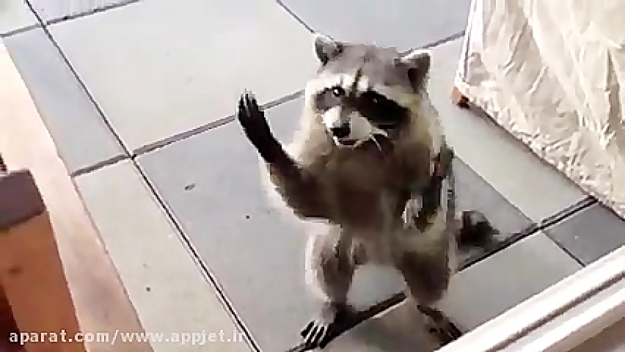 دست زدن را کون