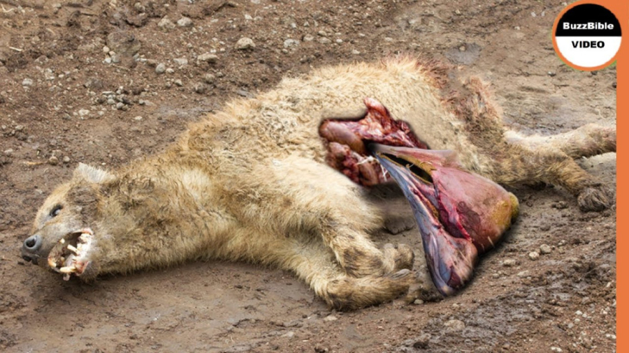 مستند حیات وحش  وقتی اشتیاق کف...