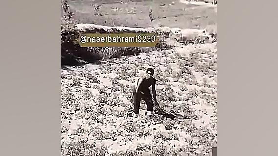 فیلم گرگ بیزار