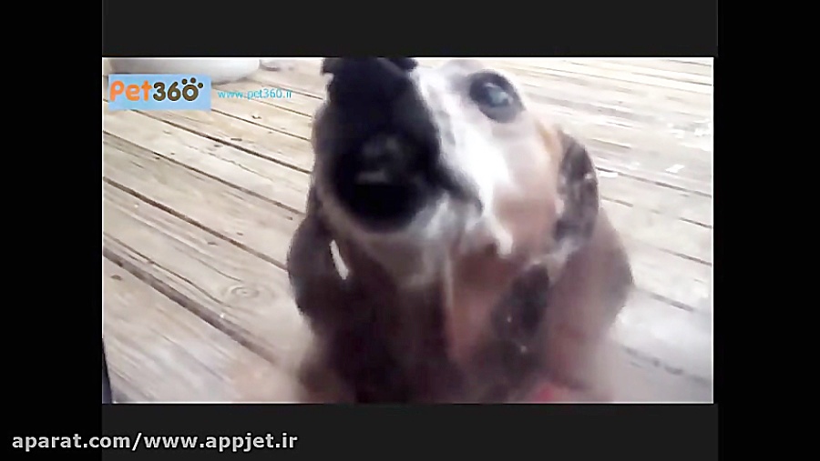 کلیپ جالب و خنده دار حیوانات