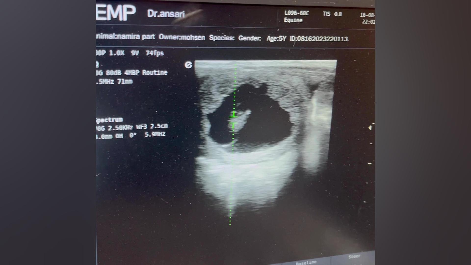 طنین ضربان قلب رویان اسب