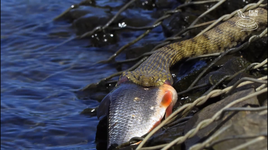 ویدئو ای بسیار زیبا از ده تا ص...