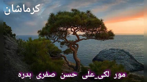 مور لکی  علی حسن صفری بدره
