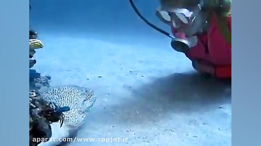 دوستی ماهی با غواص در اعماق آب...