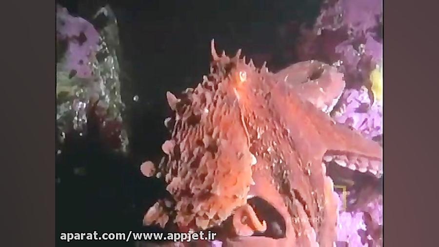 کلیپ بسیار جالب شکار کوسه توسط...