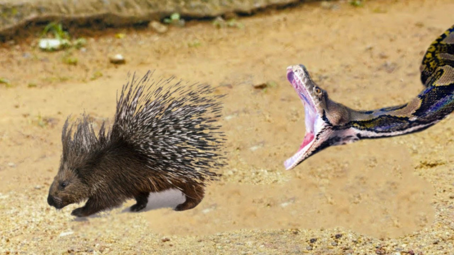 نبرد کمیاب حیوانات وحشی حیات و...