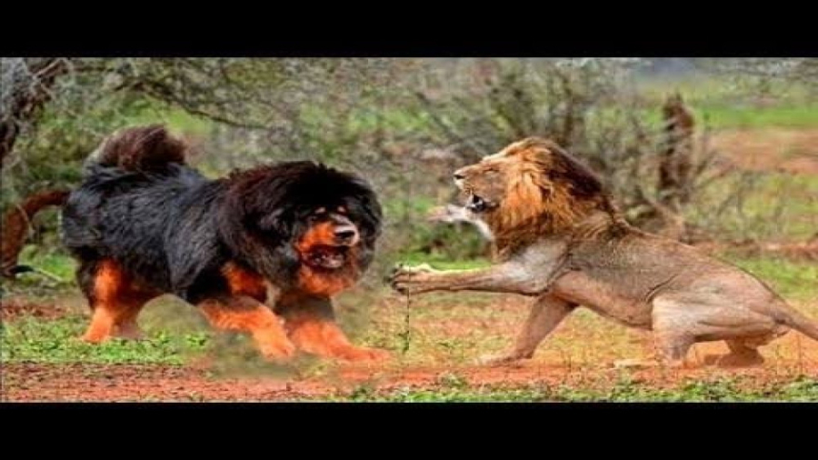 نبرد حیوانات